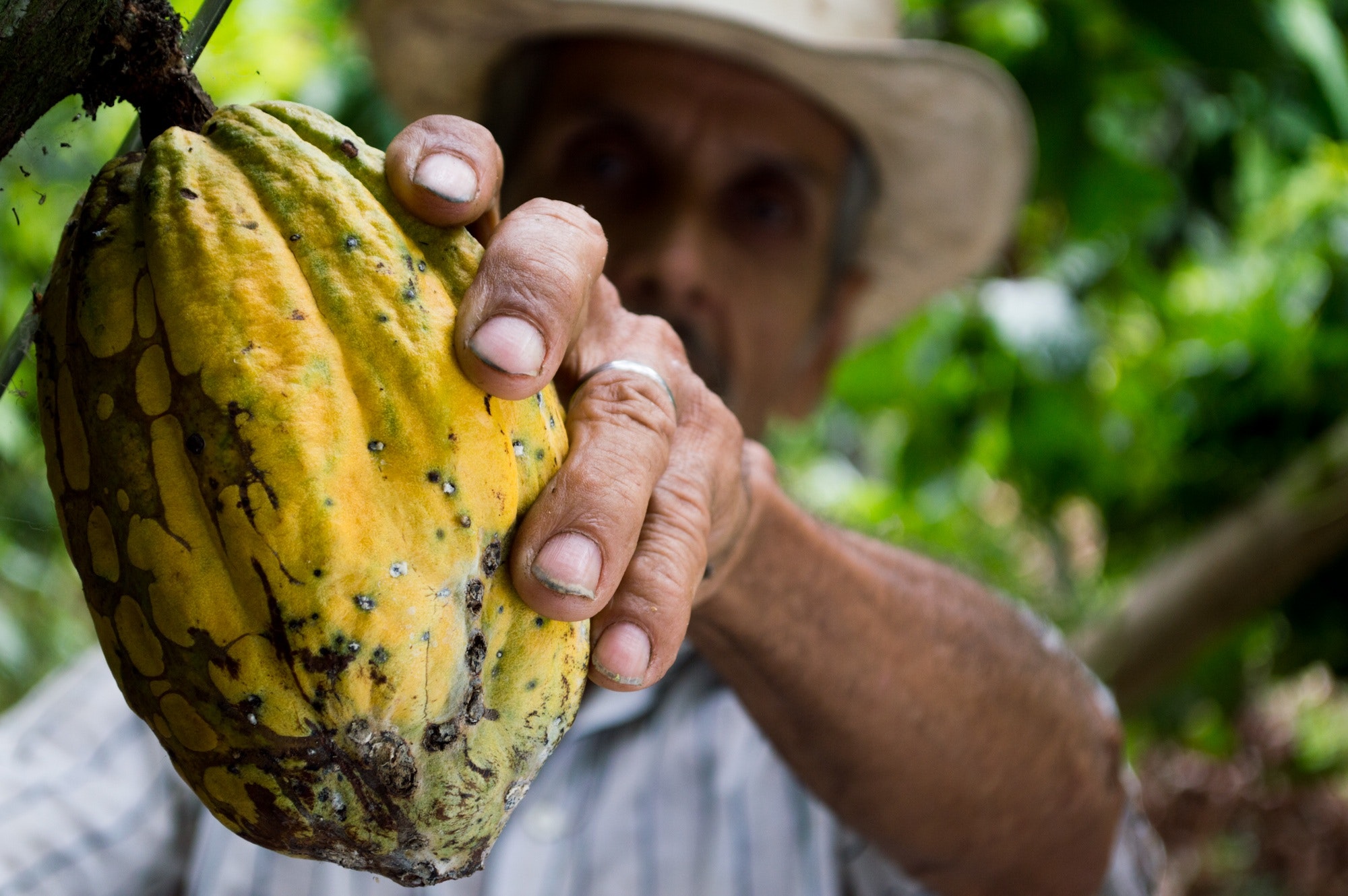 Deforestation-Free Cocoa: Corporate Commitments and Smallholder Challenges