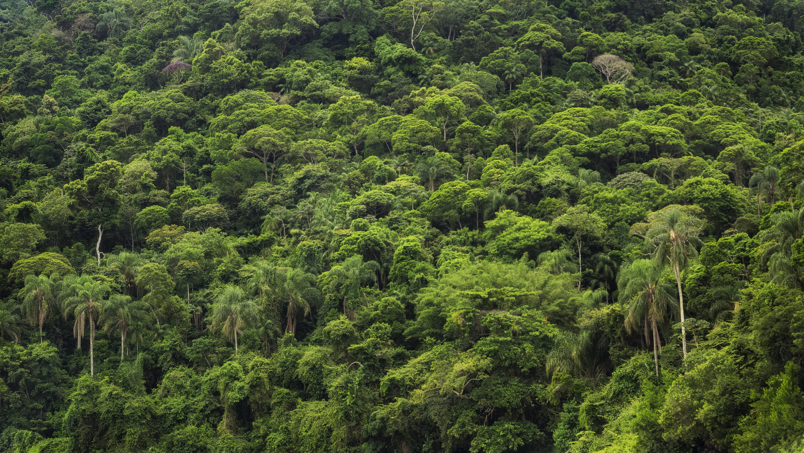 Natural Forest Standard & Resilience Constellation