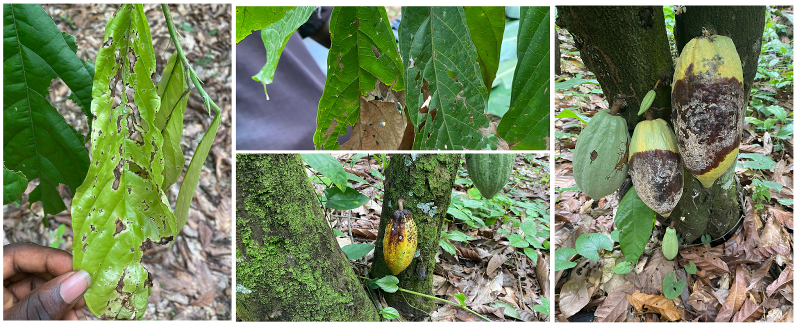Cocoa Crops facing Challenges