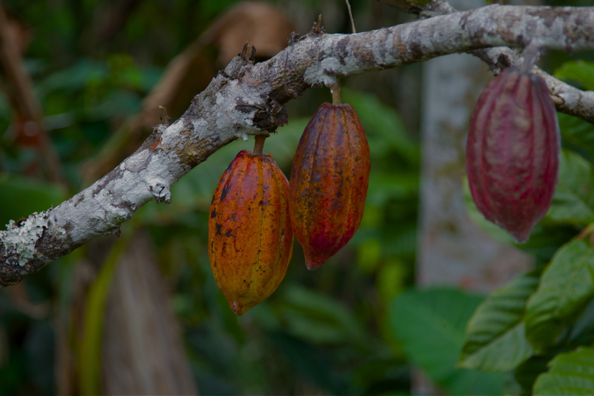 Bearing the Cost of Resilience in Nigeria’s Cocoa Sector