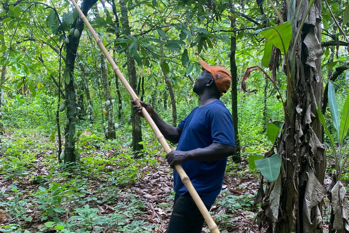 Nigeria Cocoa Farming
