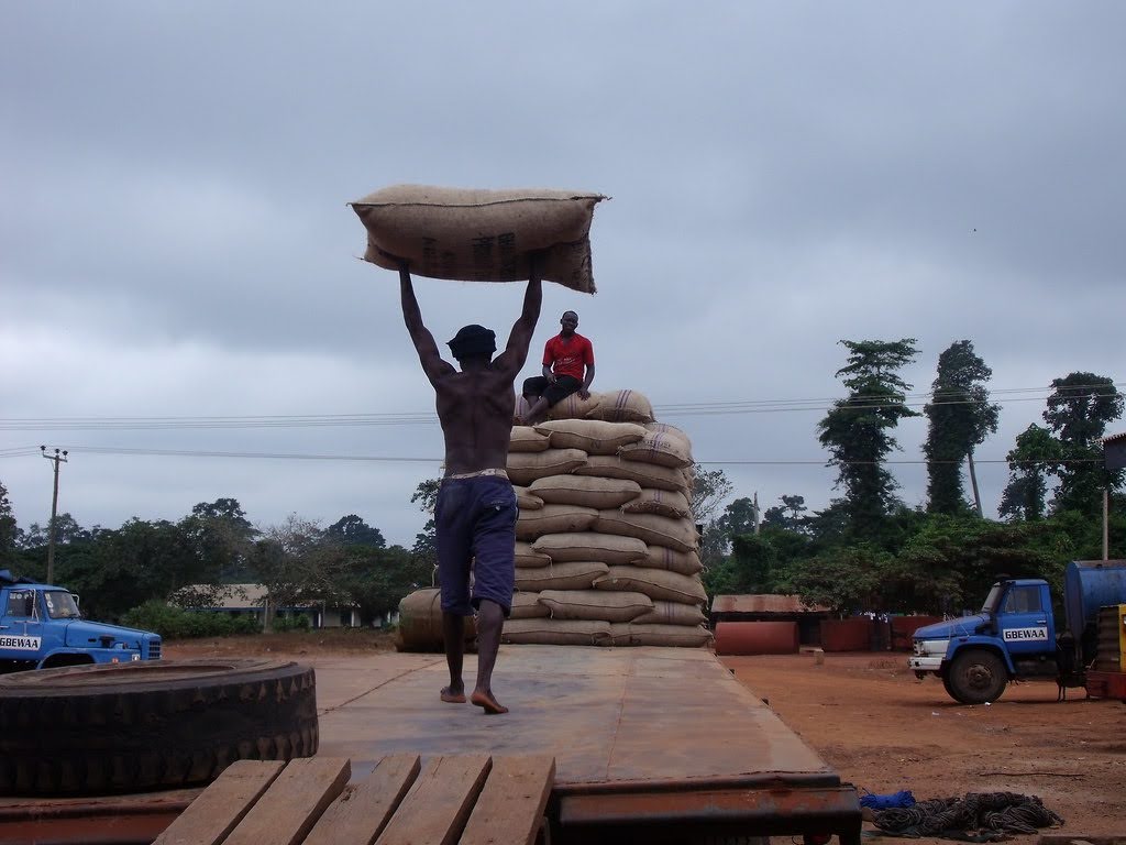 Cocoa Sector in Nigeria - People transporting bags of cocoa